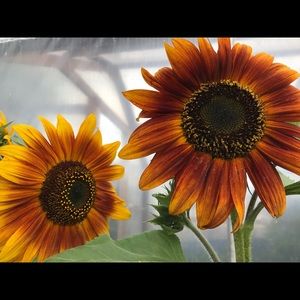 Meet your Posher, Hope